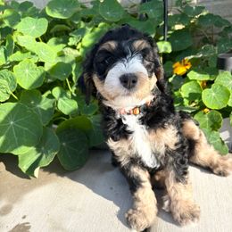Winton - Tri-color male Bernedoodle puppy in Sparrows Point, Maryland from Rosie’s Puppies
