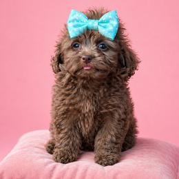 Annie, Aqua - Brown female Shihpoo puppy in Delphos, Ohio from Route 66 Poodles & Doodles, Sapphire Shih-tzu's of Ohio