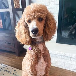 Cleo - Poodle