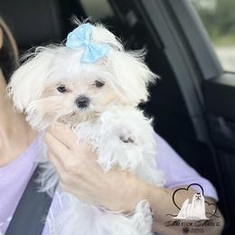 Maltese Puppies from Made to Love Maltese LLC