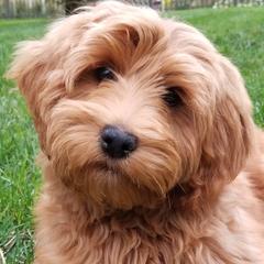 Ruby - Australian Cobberdog