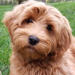 Ruby - Australian Cobberdog