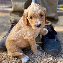 Assorted Doodle Crosses, Australian Labradoodle, Goldendoodle, and Newfoundland Puppies from Twin Sisters Doodles