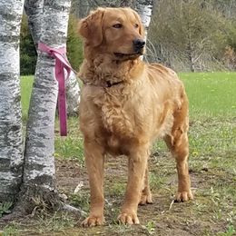 Ruby - Golden Retriever