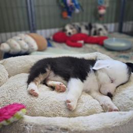 Australian Shepherd Puppies from Beacon Hill Aussies