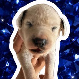 Sapphire - White and black male Dalmatian puppy in Bremen, Georgia from Clark’s Dalmatians