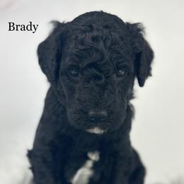 Brady - Black male Goldendoodle puppy in Milford, Indiana from Railway Acres Kennel