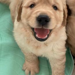 Pink collar female of Venus - Golden female Golden Retriever puppy in Yucaipa, California from Blessed Goldens