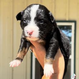 Australian Cattle Dog, Australian Shepherd, Companion Cross, and Miniature Australian Shepherd Puppies from MK Aussies