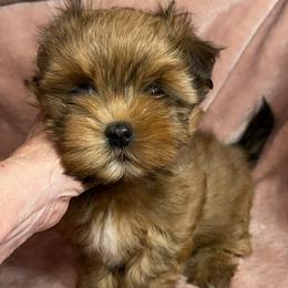 Foxy - Red male Havanese puppy in Maryville, Missouri from Dreamworks Havanese