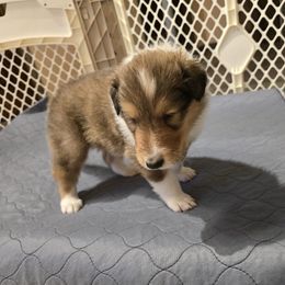 Collie Puppies from Rimma Collies