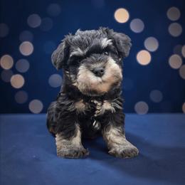 White collar - Black and silver male Miniature Schnauzer puppy in Houston, Texas from Haughton Farm