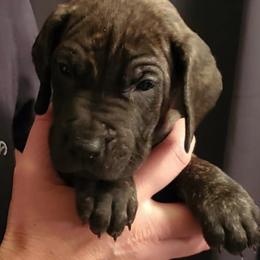 Great Dane Puppies from Mo'Danes