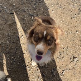 Mufasa - Miniature Australian Shepherd