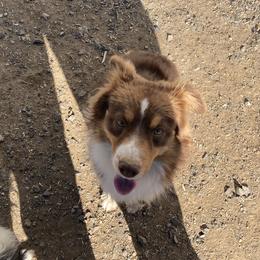 Mufasa - Miniature Australian Shepherd
