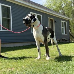 Maybelle - Great Dane