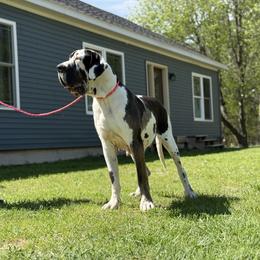Maybelle - Great Dane