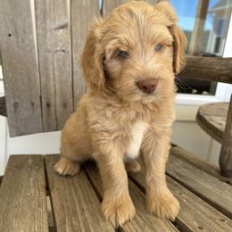 Peanut - Apricot Aussiedoodle puppy in Tolar, Texas from Massey Ranch
