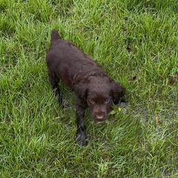 Jaiden's boy - Chocolate male Boykin Spaniel puppy in Van Buren, Arkansas from Arklahoma Boykins