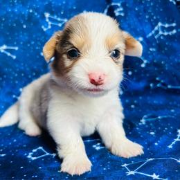 Rhea - Blue merle and white female American Corgi puppy in Cocoa, Florida from Cascadian Space Coast Corgis LLC