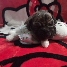 Brindle boy 2 - Brindle male Great Dane puppy in Westland, Georgia from Black Tie Danes
