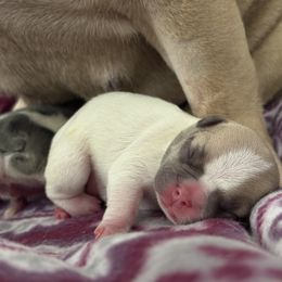 Benny 2.0 - Blue fawn male French Bulldog puppy in Clifton Park, New York from Pardon My French Exquisite French Bulldogs