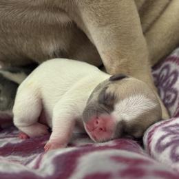 Benny 2.0 - Blue fawn male French Bulldog puppy in Clifton Park, New York from Pardon My French Exquisite French Bulldogs