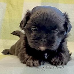 Black with White Male - Black and white male Shih Tzu puppy in Waynetown, Indiana from Swaying Sycamore Farm