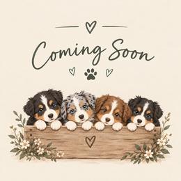 Miniature Australian Shepherd puppies from Penn Creek Aussies