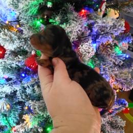 Juniper - Dapple female Dachshund puppy in Pasco, Washington from G & G Kennel