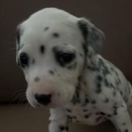 Katia - White and black female Dalmatian puppy in Fort Cavasos, Texas from Mainstreet Dalmation