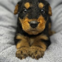 Airedale Terrier Puppies from Farm 55
