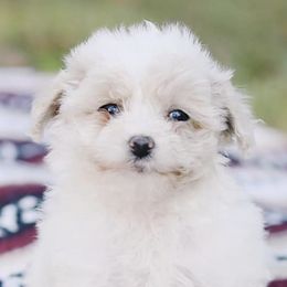 Maltipoos from CEK Pets