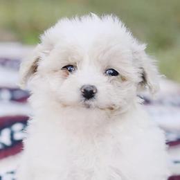 Maltipoos from CEK Pets