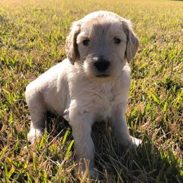 Goldendoodles and Poodles from Diamond C Doodles