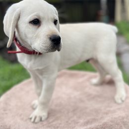 Ranger Boy 3 - Yellow Labrador Retriever puppy in Live Oak, California from Blanco Labradors