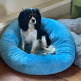 Zoey - Cavalier King Charles Spaniel