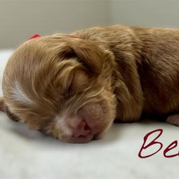 Bella - Buff female Cockapoo puppy in Mocksville, North Carolina from Little Bear Doodles