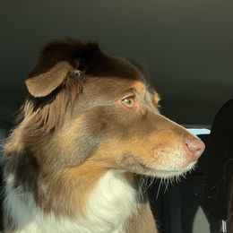 Emmie - Miniature American Shepherd