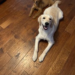 Nolan - Golden Retriever
