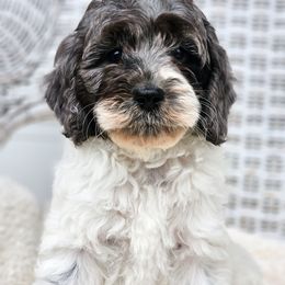 Australian Labradoodle, Cockapoo, Goldendoodle, and Labradoodle Puppies from Dessie's Doodles