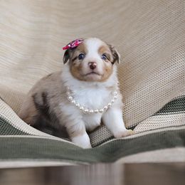 Miniature Australian Shepherd Puppies from ELVF Mini Aussies