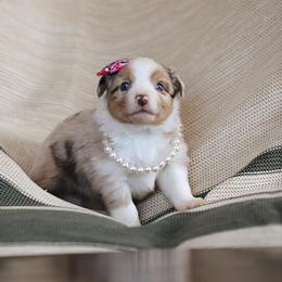 Miniature Australian Shepherd Puppies from ELVF Mini Aussies