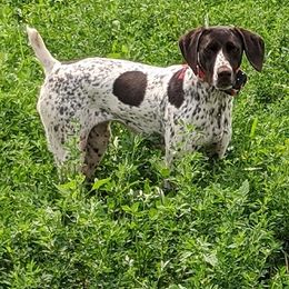 German Shorthaired Pointer All Grown Up from Shining Star GSP's