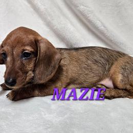 Mazie-wirehair - Red female Dachshund puppy in Blair, Oklahoma from North Fork Doxies-Okla