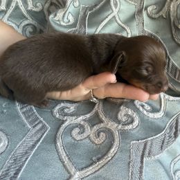 Boy 1 - Chocolate and tan male Dachshund puppy in Canastota, New York from Diamond Dachshunds