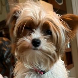 Yorkshire Terriers from Jeff's Yorkshire Terriers