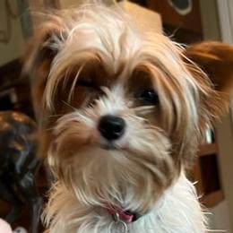 Yorkshire Terriers from Jeff's Yorkshire Terriers