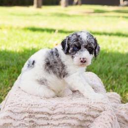 Millie - Merle female Sheepadoodle puppy in Los Angeles, California from Exquisite Doodles