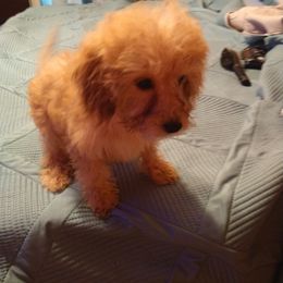 Boy 2 - Apricot male Cavapoo puppy in Ranger, Georgia from Gemini's Cavapoos